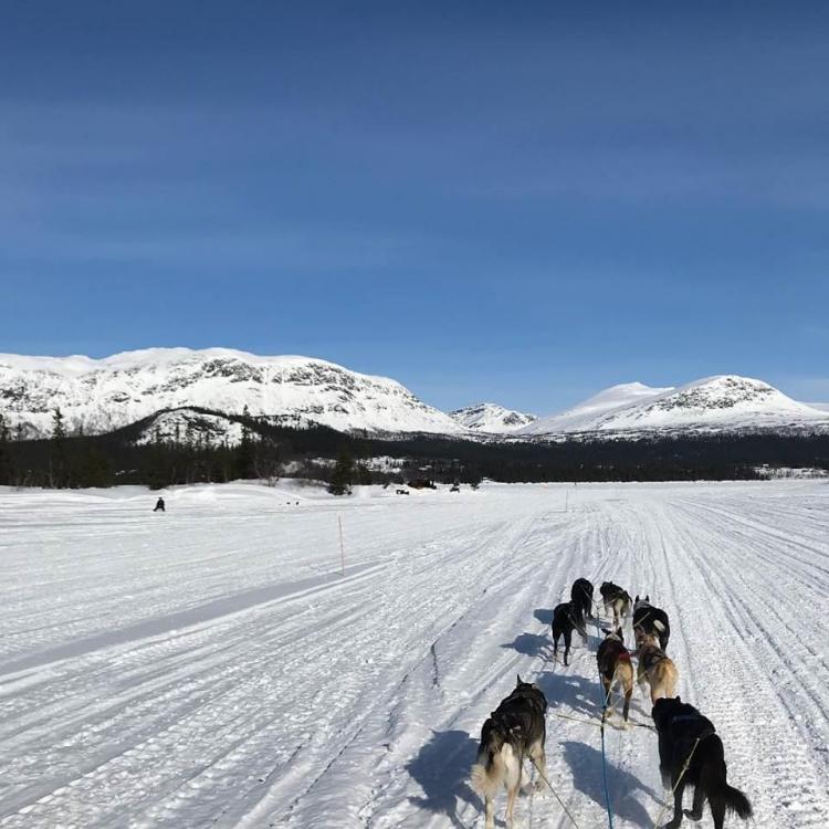 Hundspannstur med River Lake Huskies