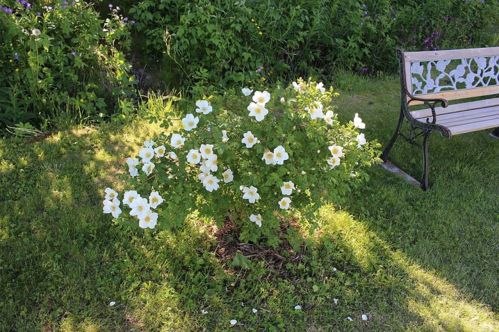 Rosenvisningsträdgård, Rosa Aurora Borealis